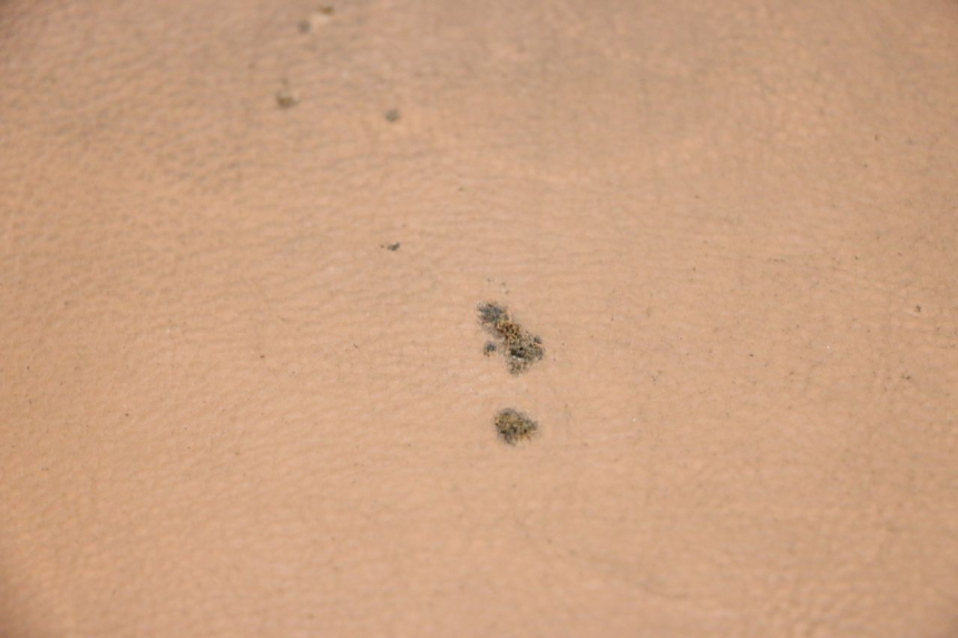 photo de SEAT SEGWAY NINEBOT E125S 1 (2022 - 2026) - Main view