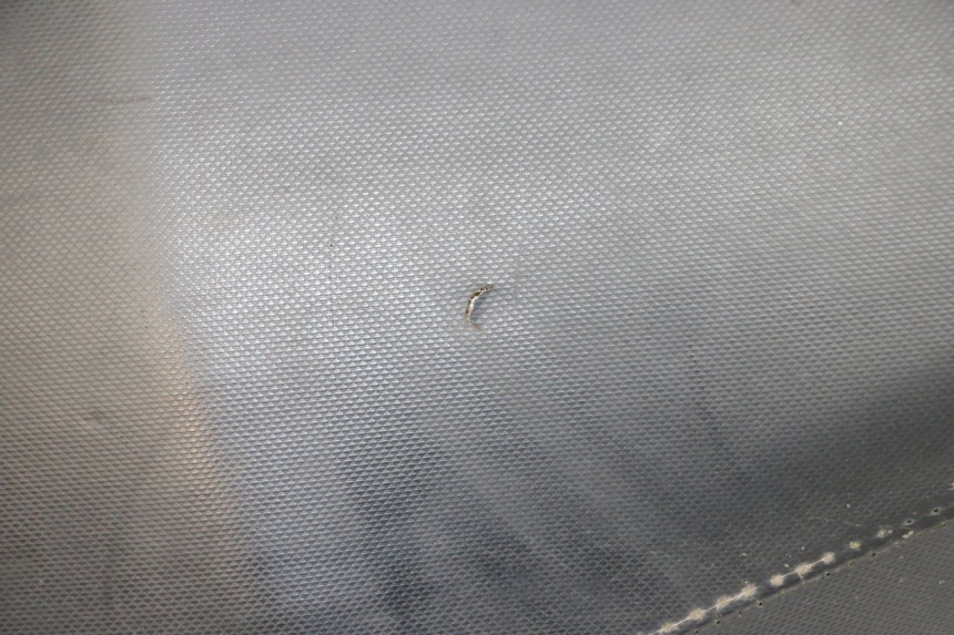 photo de SEAT PIAGGIO NEW TYPHOON 50 (2018 - 2021) - Product overview