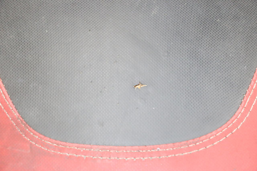 photo de SEAT PIAGGIO NEW TYPHOON 50 (2018 - 2021) - Surface and material condition