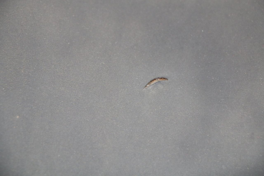 photo de SEAT YAMAHA YP T-MAX TMAX 530 (2017 - 2020)